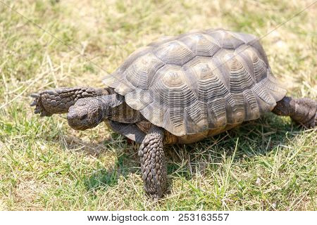 Captive Adult Male California Desert Tortoise Walking On Grass. Marin County, California, Usa.