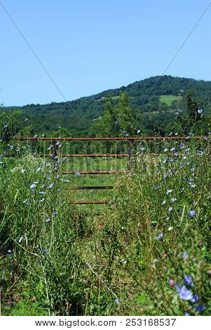 Wildflowers In The Ozarks