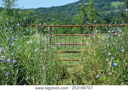 Between Tall Grass