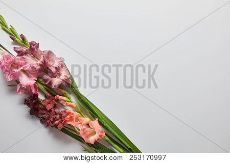 Top View Of Beautiful Pink And Violet Gladioli Flowers On Grey Background