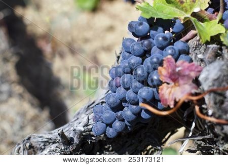 Close Up Of Ripe Red Grapes Ready For Autumn Harvest
Vineyard With Grape-bearing Vines.
Sangiovese ,