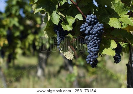 Close Up Of Ripe Red Grapes Ready For Autumn Harvest