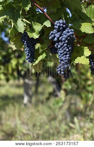 Close Up Of Ripe Red Grapes Ready For Autumn Harvest