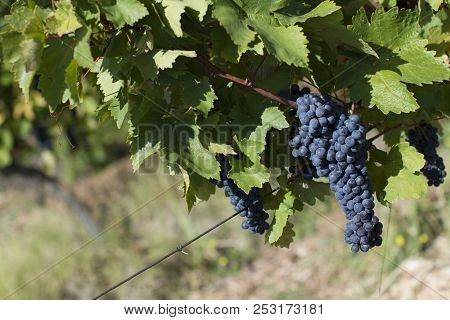 Close Up Of Ripe Red Grapes Ready For Autumn Harvest