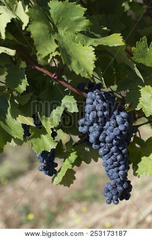 Close Up Of Ripe Red Grapes Ready For Autumn Harvest