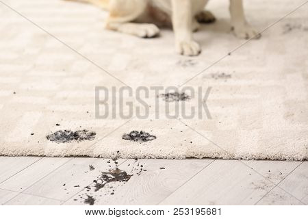 Cute Dog Leaving Muddy Paw Prints On Carpet