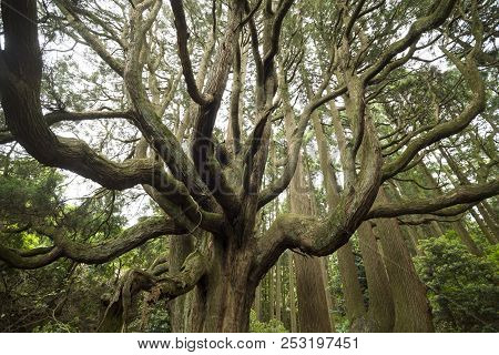 Longevity Cryptomeria Japonica Tree With Many Branches Stretched In Kumamoto