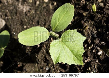 Close Up Green Poona Keera Cucumber Seedling Growing From Field Soil