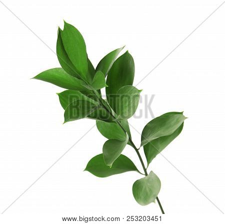 Branch With Fresh Green Ruscus Leaves On White Background