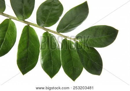 Branch With Fresh Green Zamioculcas Zamiifolia Leaves On White Background