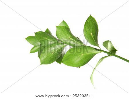 Branch With Fresh Green Ruscus Leaves On White Background