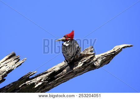 Crimson-crested Woodpecker (campephilus Melanoleucos) On A Branch. Pantanal, Brazil