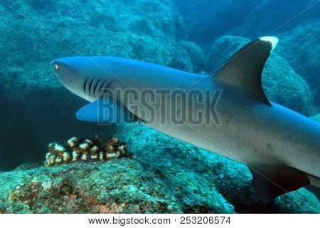 Whitetip Reef Shark (triaenodon Obesus) Swimming Over Reef. Coiba, Panama