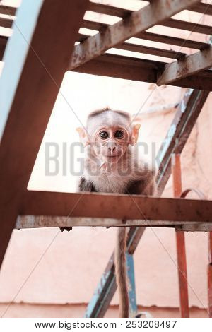 A Little Monkey Looks At The Camera And Sits On The Stairs