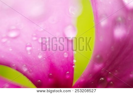 Purple Flower With Drops On The Grass Background