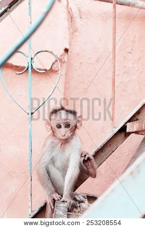 A Little Monkey Looks At The Camera And Sits On The Stairs