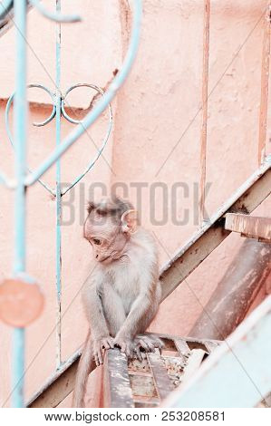 A Little Monkey Looks At The Camera And Sits On The Stairs