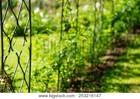 Decorative Shod Lattice For Ivy In The Garden. Blurred Background.