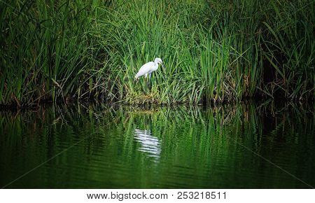 Little Egret (egretta Garzetta) Is A Species Of Small Heron In The Family Ardeidae. White Bird With 