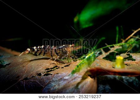 Tibee Shrimp Aquarium Hobby Pets Freshwater Nature Tiger Bee