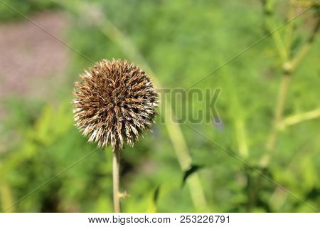 Echinops Ritro Plant