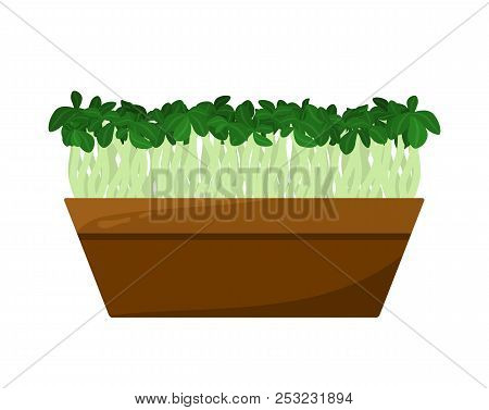 Flax Sprouts Potted In Brown Container, Color Card, Vector Illustration Isolated On White Backdrop, 