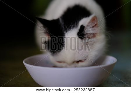 A White Cat With Medium Long Hair, Like A Persian Or Ragamuffin Breed, Licking Her Lips Elegantly Af