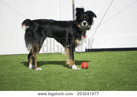 This Is An Image Of My Pup Playing Outside With Her Ball