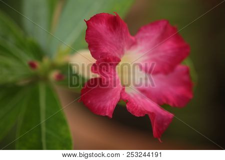 Adenium Obesum. Kamboja Jepang, Red Flower, Flowers Bloom In Adenuim Obesum. Adeniunm Obesum Flowers