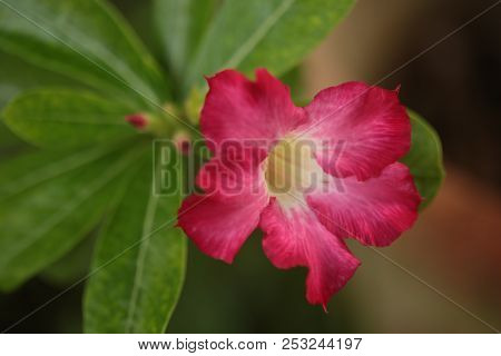 Adenium Obesum. Kamboja Jepang, Red Flower, Flowers Bloom In Adenuim Obesum. Adeniunm Obesum Flowers