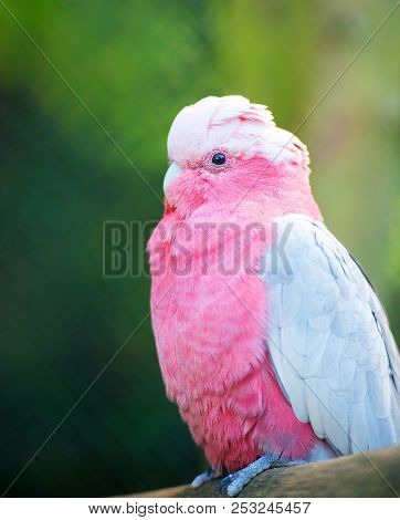 Pink Parrot At Zoo Looking Away From Camera