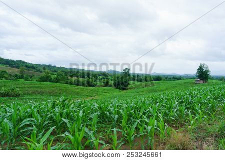 Corn In The Rainy Season.agriculture In The Rainy Season And Corn In The Farm.