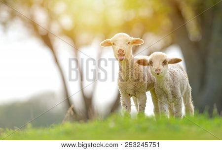Cute Lambs On Field In Spring Time