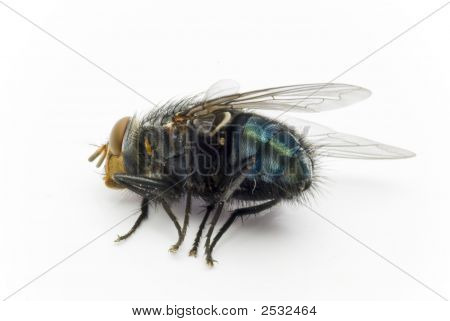 The Fly