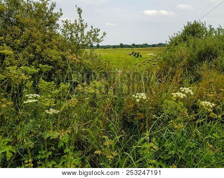 The Giant Heracleum Mantegazzianum Will Hurt You If You Touch It