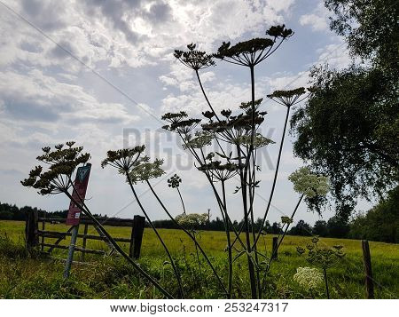 The Giant Heracleum Mantegazzianum Will Hurt You If You Touch It