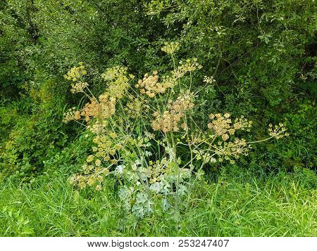 The Giant Heracleum Mantegazzianum Will Hurt You If You Touch It