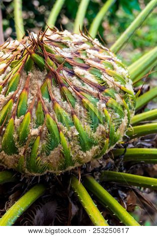 Female Cone Of Cycas Siamensis Miq Plant