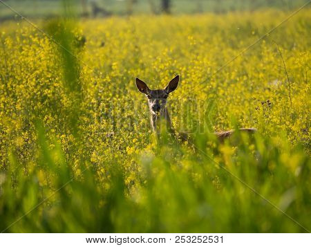 Young Female Red Deer Stares At Camera