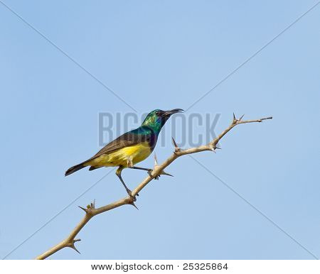 Sunbird variabile