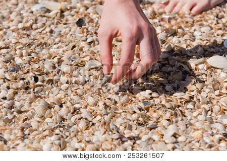 Woman On Shellfish Beach Touch Shells At Sunny Day