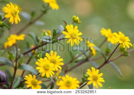 Flowers Of Cota Tinctoria Or Yellow Chamomile, Shallow Dept Of Field