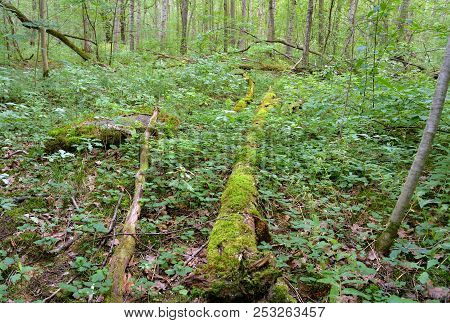 Fallen Trees In The Deciduous Forest In The Karelian Isthmus, Russia.