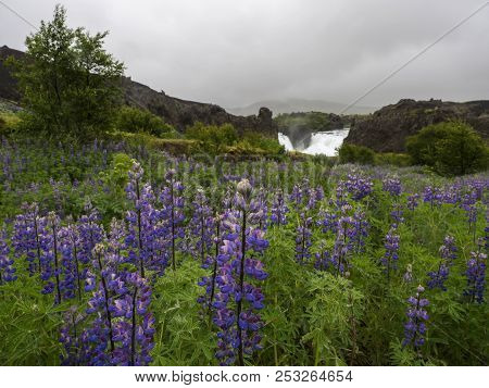Close Up Purple Lupine Flowers And Hjalparfoss Doubled Waterfall In South Iceland, With Volcanic Roc