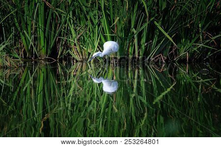 Little Egret (egretta Garzetta) Is A Species Of Small Heron In The Family Ardeidae. White Bird With 