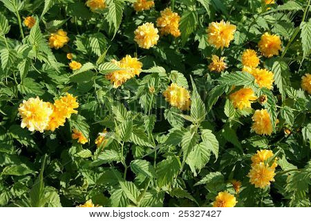 Kerria japonica