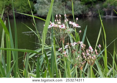 wild white flowers growing on the river bank