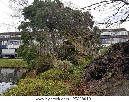 Big Storm Blows One Tree Out Which Hit Second Tree In Nieuwerkerk Aan Den Ijssel.