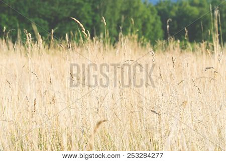 Yellow Tall Grass Growing On The Field, Hay For Cattle, Landscape, Natural Background