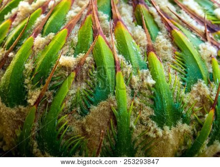 Female Cone Of Cycas Siamensis Miq Plant